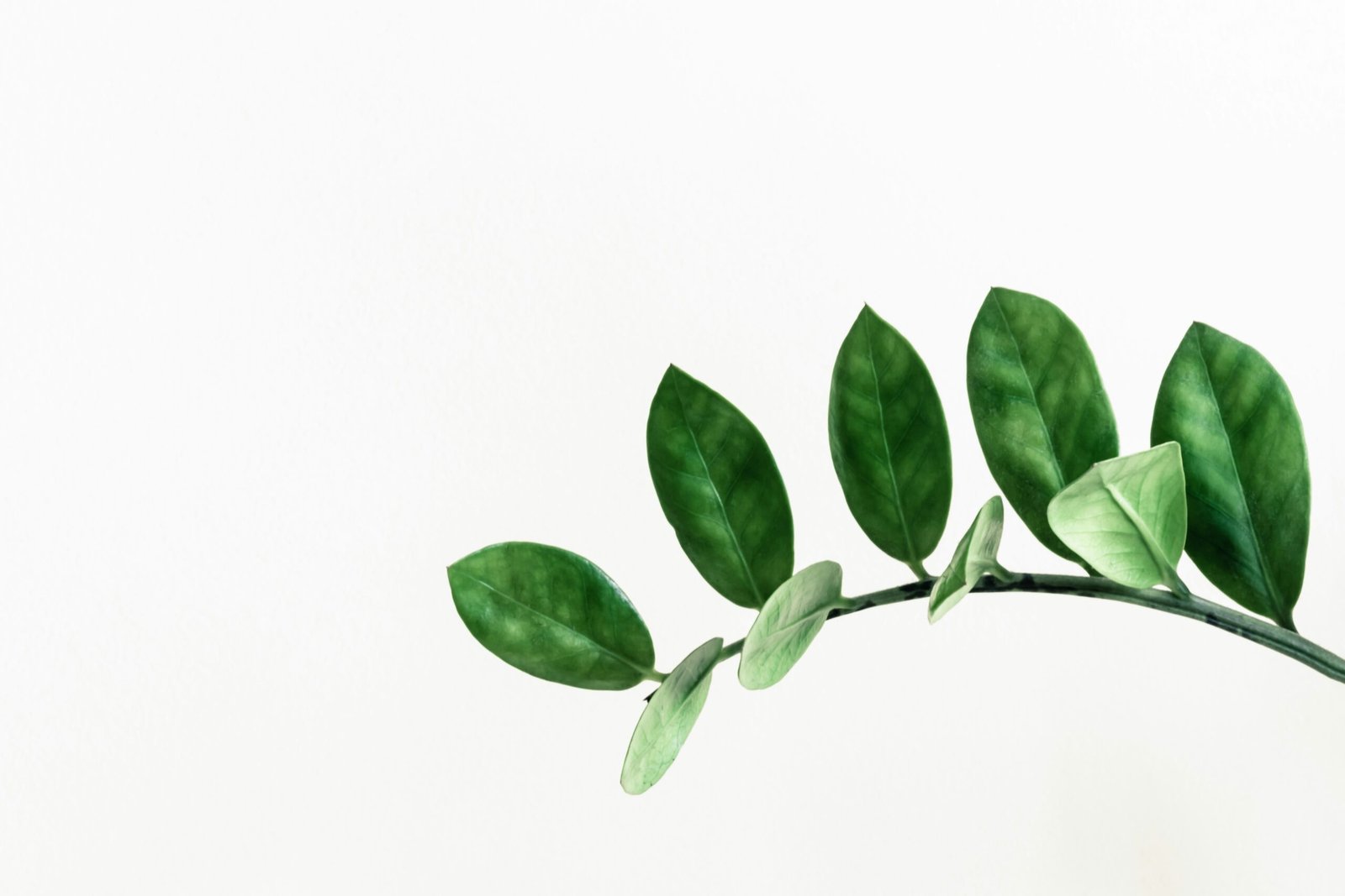 Growth
